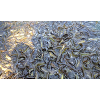 泥鳅养殖技术泥鳅水产基地观光园鑫农8号泥鳅