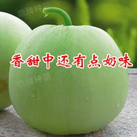 香甜奶味薄皮甜瓜种子批发