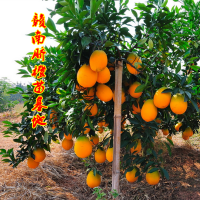 江西寧都橙子樹苗 贛南臍橙樹苗 秋季結(jié)果苗基地上猶縣臍橙苗圃