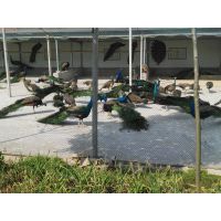 专业化孔雀养殖企业常年供应优质孔雀