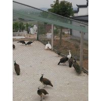 安徽规模化孔雀养殖基地供应孔雀