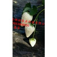 草莓苗产地直销 壹棵树农业科技基地供应 量大从优 成活率***