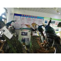 孔雀标本,浩然种孔雀供应