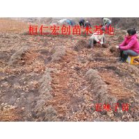 ζ硿ζС硿ζ۸