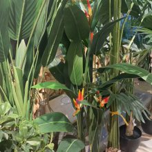 南宁仿真绿植定作 假草坪批发 假绿植批发 找汇成园艺 南宁仿真绿植定作 假草坪批发 假绿植批发 找汇成园艺