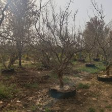 古桩苍劲四季有景!古桩石榴 高端庭院景观苗