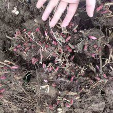 亳州一晨中药白芍芽子白芍秧苗种植销售合作社