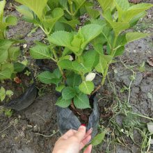 重庆绣球批发出售 绣球八仙花价格 无尽夏杯苗量大