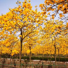 黃花風鈴木批發市場