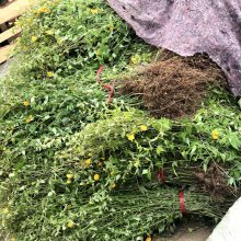 江苏金娃娃萱草价格地被植物金娃娃产地价格