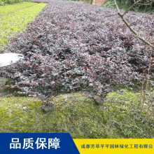 红檵木工程绿化小苗_芳草芊芊耐旱灌木红檵木球工程绿化小苗价格