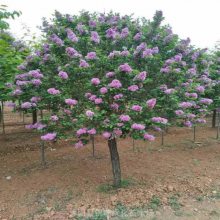 紫丁香 4公分紫丁香 独杆嫁接树形优美 庭院观赏