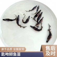 港发水产 抗病力强 鸭嘴鱼苗 存活***快速发货 存活*** 产量好 包品质