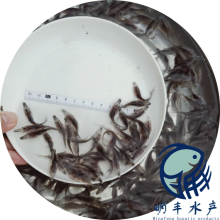 麣Ӧˮ ʻѼ 