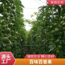 广东台农2号百香果树 营养杯紫香百香果苗 黄金百香果树苗爬藤