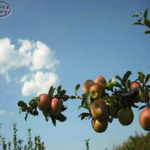 2cm蘋果苗價格、2cm蘋果苗培育基地