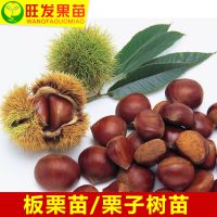 ڰ޽  ϱֲɹ