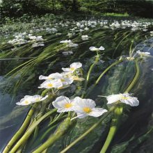 基地批发海菜花 海菜花苗 水生地被植物 园林绿化苗木 水体绿化 湿地公园造景苗木