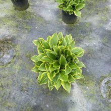 耐阴彩叶花卉 盆栽花叶玉簪小苗 双色盆玉簪杯苗 冠幅饱满