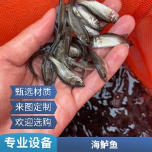 港发品牌 海鲈鱼苗 5公分以上淡水养殖 鱼苗健壮 实惠批发