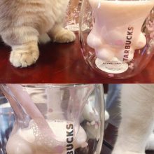 己米生活定制猫爪杯 抖音同款玻璃杯定做 可爱女士礼品杯子茶杯办公室水杯 网红双层玻璃杯