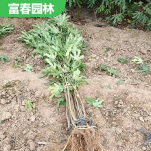 无花果 1-10公分规格小苗 果园果树种植配植绿化苗