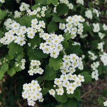 基地出售三裂绣线菊 庭院行道绿化 园林花篱花径观赏树种