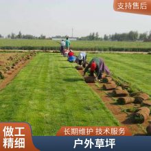 冷季型四季青草皮 大型草坪基地 种植经验富 各种草籽草种