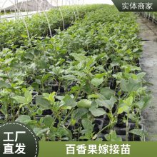 紫香百香果苗种植露地易活热带南方常绿植物苗场可批发