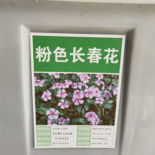 优质新草花种子 长春花种子 发芽*** 价格便宜 ***价格 产地报价表 图片