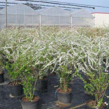 基地直销喷雪花 雪柳苗 喷雪花价格 园林鲜切花喷雪花苗