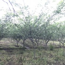 海棠 公园风景树垂丝海棠 青藤农业垂丝海棠树 红花海棠