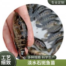 港发水产 淡水石斑鱼苗 加州鲈鱼苗养殖技术 成活率高