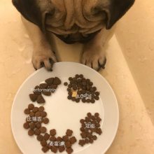How to choose dog foodѡ/֮/ع˾