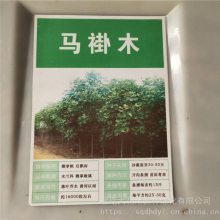 出售 马褂木种子 发芽率好 基地自产自销 马褂木树 量小可快递