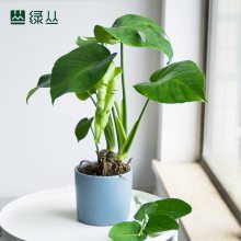 植物租赁 龟背竹 好养耐阴净化空气