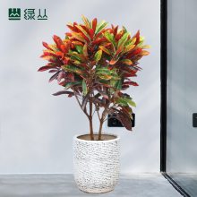变叶木 中大型落地款 大胖车砂盆 武汉同城绿植配送