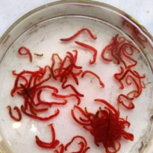 自来水管中为什么会流出红线虫？