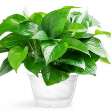 金山区临时花卉租赁清单 诚信推荐 上海园中园花艺绿化供应