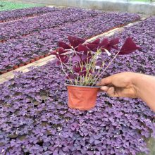 草本多年生植物 紫叶酢浆草种植 抗旱喜向阳 兴东花卉