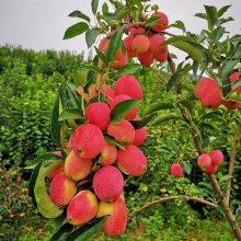 鸡心苹果苗m256矮化中间砧木 惠农苗木 矮化嫁接鸡心果苹果树苗不用套袋