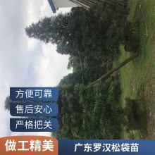 冠幅3-3.5米异型罗汉松 园林景观绿化造型树 多规格罗汉松树出售