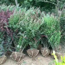 出售 红叶小檗小苗 适应性强耐修剪 园林绿化中色块组合紫叶小檗