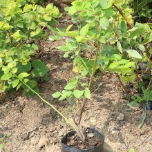 组培北陆 蓝莓苗 2年生 蓝丰蓝莓苗 当年可挂果 兔眼蓝莓苗