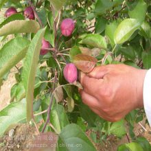 中秋王苹果树苗 种植基地 帅阳苗木 烟富10号苹果树苗 售后服务