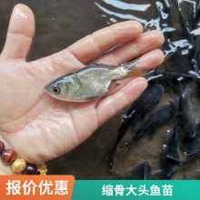 鱼苗 缩骨大头鱼 缩骨大头鱼苗 武鲳鱼苗批发渔场直供