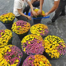 花期长达一个月一年开两季的花卉选择,园林点缀大花球,5加仑球菊花球,国庆特选花卉!