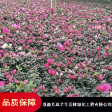 芳草芊芊优质西洋鹃_小区绿化13杯西洋鹃_灌木西洋鹃基地价格