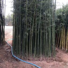江苏2公分3公分4公分青竹价格