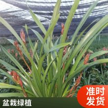燎伯兰业 大花浓香浓香兰花 建兰醉美人 阳台绿植室内花卉